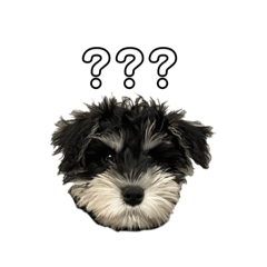 SEIRA_20250306220932