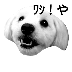 ミックス犬のゼリーさん 01 Line スタンプ Line Store