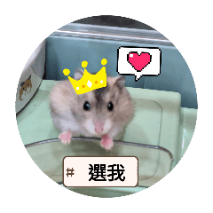 黑化的布丁鼠元寶
