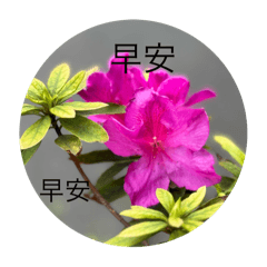 花語圖