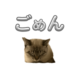 n_20250307070635