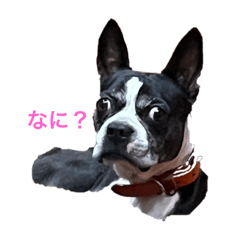 bostonandy