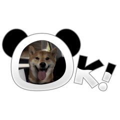 寵物go
