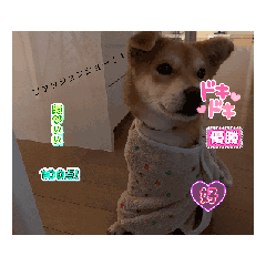 FUJI_20250308082951