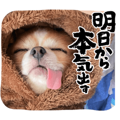 CHIKUWA_20250307180236