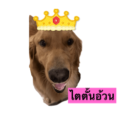 Meengern.thedog