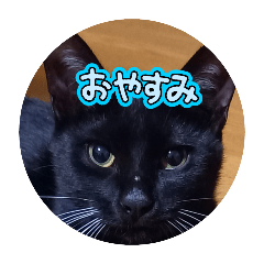 miho_20250307154630