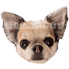 ibuki_20250307215813