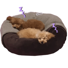 Susachan_20250307213133