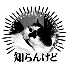 runta_20250308012139