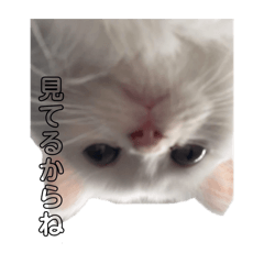 airi_20250308010850