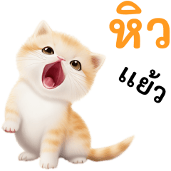 CAT CUTE CUTE 100% BIGGG