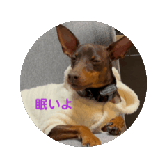 Piyo_20250308153804
