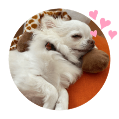 Dog's daily behavior