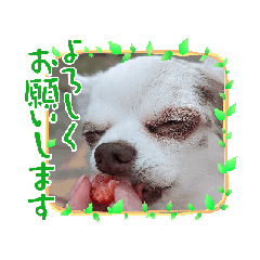 choco_20250308234137