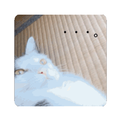 福を呼ぶ！！かぎしっぽねこ大ちゃんリアル