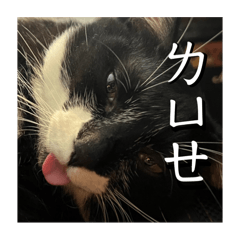 跩到不行膽膽