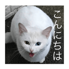 I.C.E_20250308170554