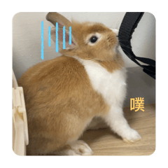阿噗嘰阿噗嘰比比日常1
