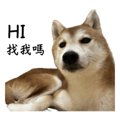 呱呱狗