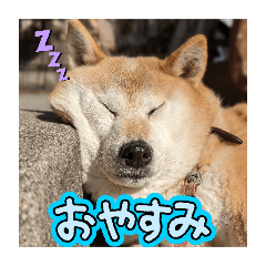 momijiko+tukuko_20250308180612