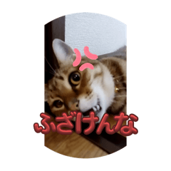 Sakura_20250308193309