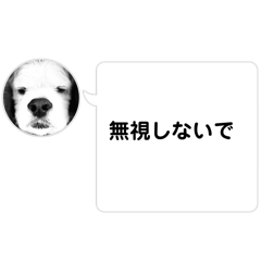 pon_20250308131119