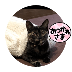 Pom_20250308214424