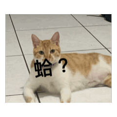 平凡的貓咪