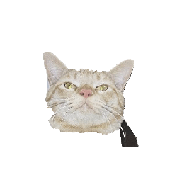 KIMI_20250308201035