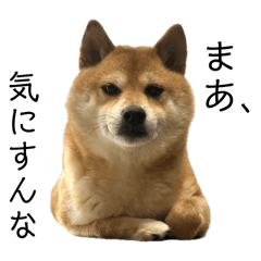 mame.shiba