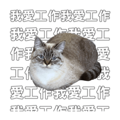 我叫Luna不是浣熊2
