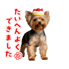 Yorkshire Terrier.1