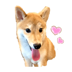toranosuke_shiba