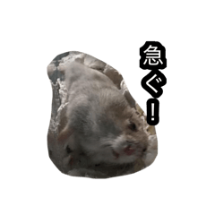 kana_20250308195059
