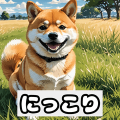 REAL SHIBA