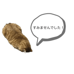 Joji_20250309131139