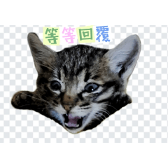 喵嗚工作回覆