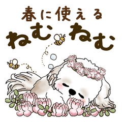 Shih tzu 2025 (Spring)