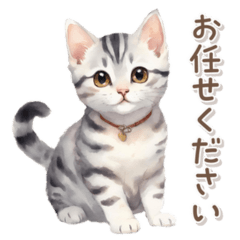 Cute American shorthair 2