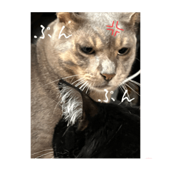 HIMAWARI_20250309224403