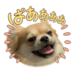 taro_20250309213611
