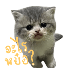 Cat  na
