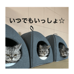 Nukonukonekonyan