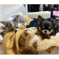 RUNA_20250309220934