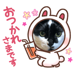 aki_20250309144155