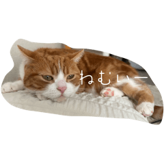 shimbakunnonichijyou2