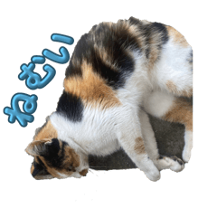 yuzuki_20250309164440