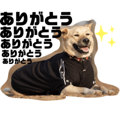 MAKO_20250309230131