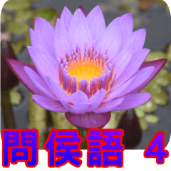 Flowers -6 lotus [Chinese version]